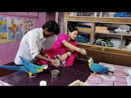 When We Hand Feed The Baby Macaws And African Grey Parrot Parrots.