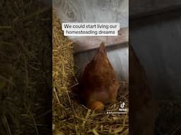 How does a chicken lay an egg #chickens #homesteading #eggs #farm