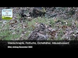 Waldschnepfe, Rotfuchs, Eichelhäher, Mäusebussard vor der Wildkamera im Eifelwald Mitte Nov. 2024