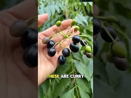 Is Curry Fruit the Olive’s Cousin?