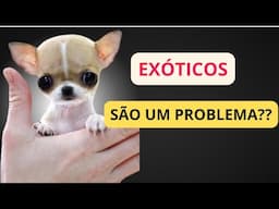 A PROBLEMÁTICA de ter um cão EXOTICO