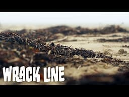 What Is A Wrack line? | In The Field