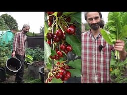 4 simple and easy crops to grow at your home or allotment