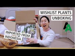 2024 Wishlist Plants Unboxing from Aroid Asia: Variegated Syngonium Chiapense, Monstera Albo & More