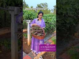 పర్పుల్ వింగ్డ్ బీన్స్ ఎప్పుడైనా చూశారా? @MADGARDENER  #plants  #gardening  #farming