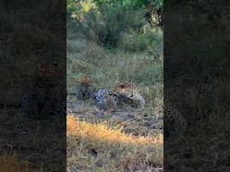 Mother Leopard Asserts Dominance Over Playful Cub!