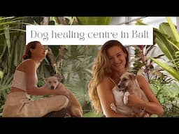 Visiting a Dog Healing Centre in Bali