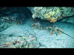 Spectacular West Coast Freediving with Kerry Flowers | Crayfish and Paua