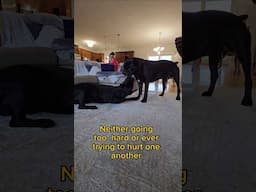 Cane Corso Intact Male Interaction