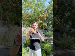 Healthy Pomegranate : How to harvest & to easily cut them 💚 #pomegranate #gardening #fruit