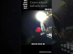 Rare Crown Jellyfish Discovered 3500 Feet Below!