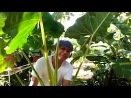 GOLDEN AND ALBO ALOCASIA REPOTTING / GROWING CARE TIPS