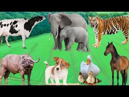 Animal Habitats: Tiger, Cow, Horse, Duck, Buffalo - Animal Sounds