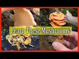 4 Mushrooms You NEED To Know!