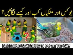 Box or Matkia kab or kase lagien? Before breeding season tips for budgies,lovebirds etc