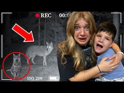 VICIOUS COYOTE Took Our Cat!  *Security Footage*