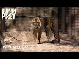 Trapped With A Deadly Tiger: When Caged Animals Strike Back!