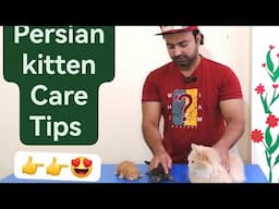 How to care for persian kittens /Best tips for care of persian cats | Urdu |Hindi