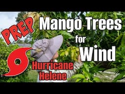 Prepping Mango Trees for Hurricane Helene (Thursday, September 26, 2024)