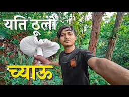 गाउँघर को जङ्गलमा Organic च्याउ यति धेरै😲||Organic mushrooms in the village forest