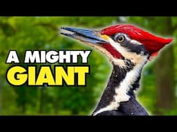 The Majestic Pileated Woodpecker | Nature's Powerhouse