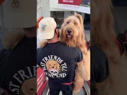 Giant dog afraid of escalator conquers his fear! #dogdad #goldendoodle #bigdog