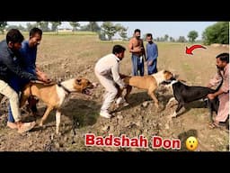 Badshah Ka Heavy Bully Dog Sy Phadda