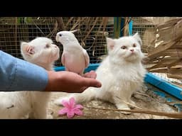 Singing Cockatiel Playing With Cute kittens