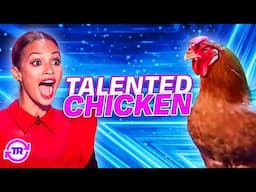 Chickens Got Talent! When Chickens Audition and SHOCK the World!