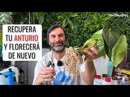 RECUPERA TUS ANTURIOS Y CONSIGUE QUE VUELVAN A TENER FLORES: trasplantar anthurium || en20metros