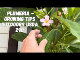 Plumeria Growing Tips for Growing Outdoors in USDA Zone 9b