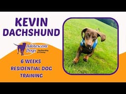 Kevin the Miniature Dachshund | 6 Weeks Residential Dog Training