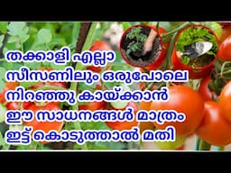 ഇനി തക്കാളി ഭ്രാന്തെടുത്ത് കായ്ക്കണോThakkali krishi reethi malayalam/Tomato cultivation tips kerala