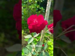 Desi rose #rose #garden