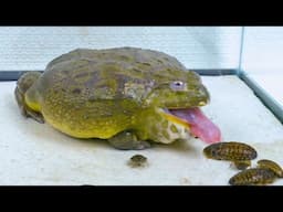 African Bullfrog Eat Big Dubia Roaches! Warning Live Feeding