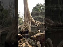 Trees Taking Over Angkor's Ancient Temples