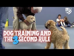 The Dog Training 3 Second Rule - Timing is Everything!