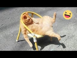 New Funny Animals 2024 😂 Funniest Cats and Dogs Videos #164