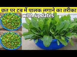 पालक टब में कैसे लगाएं | पालक कैसे लगाएं | Winter Vegetables