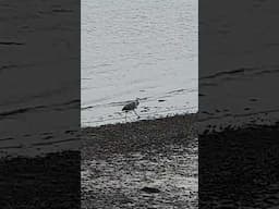 A stroll on the edge of the water #ireland #cork #harbour #birds #ocean