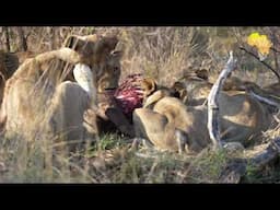 Lion cubs realising only the strongest will survive