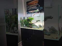 BEAUTIFUL FISH TANK#aquarium #aquascaping #aquascape #fishtank #tropicalfish #pets #petfish