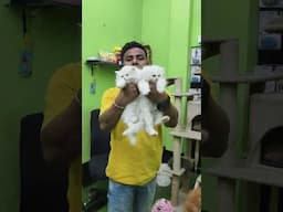 Persian cat #cat #pets #short #shorts #youtubeshorts