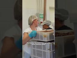 Toasting and grading-hazelnuts at a family farm