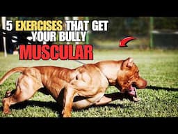 5 American Bully Exercise MUSCLE Training Tips that will get your dog Muscular!