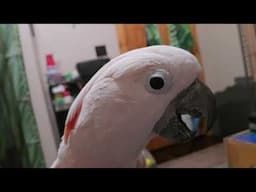 Frisky Friday Cockatoo