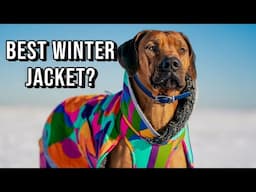 What's the Best Winter Coat for Rhodesian Ridgebacks?