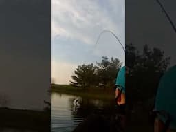 Ohio Popper Bass Gets Some Air! #FlyFishing #BassFlyFishing #flyfishingnation