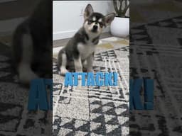 5 Dangers of Filming with a Malamute Puppy