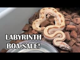 LABYRINTH BOA GENE MIXES!